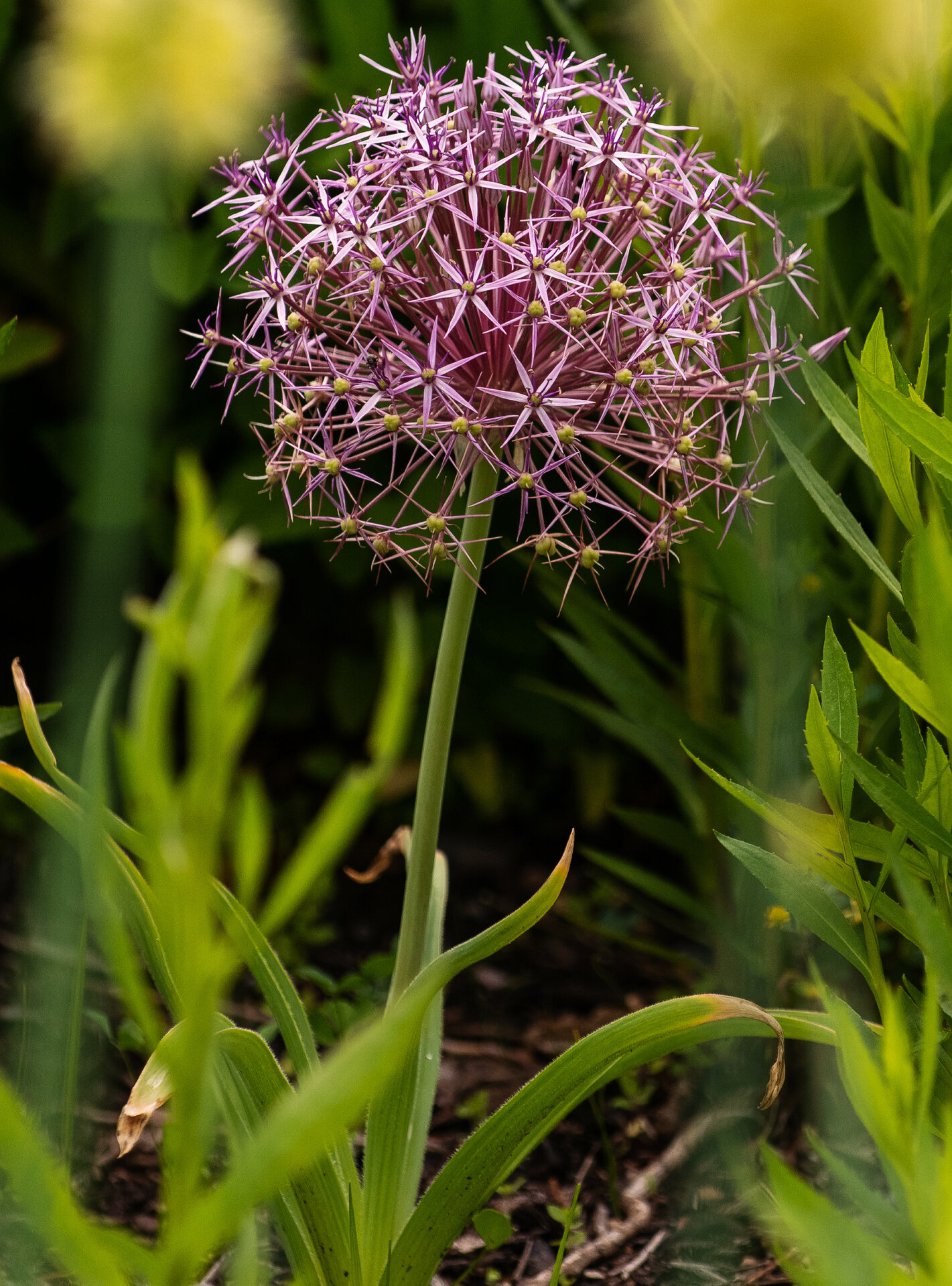 Allium christophii